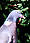 Wood Pigeon (England)