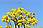 Bees and Ipe Tree Yellow Flowers