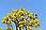 Bees and Yellow Ipe Tree Canopy Flowers
