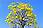 Yellow Ipe Tree Canopy