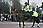 Police Officer on Horse Back, Change of the Guard Parade, Buckingham Palace, London