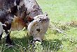 British Longhorn Cattle