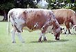 British Longhorn Cattle