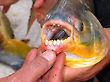 Pacu  Caranha Teeth