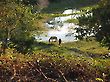 Horses Grazing By the water