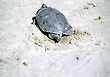 Turtle Preparing a place to lay eggs