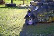 Mandrill Baboon, Brasilia's Zoo, Brazil