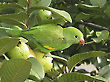 Parakeet and Guavas