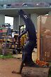 Alligator Sculpture, TV Tower Flea Market, Brasilia, Brazil