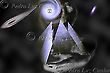 Vitruvian, Alien World in the Hands of the Gods, Galaxies