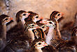 Guinea Fowl Chicks