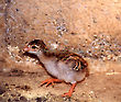 Guinea Fowl Chick