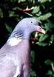 Wood Pigeon (England)