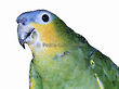 Pedrinho (Parrot)