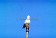 Seagull