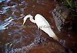 Heron by the water