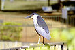 Black Crowned Night Heron, Nycticorax nycticorax