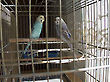 Budgerigars in a cage