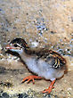 Guinea Fowl Chick