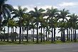 Palm Trees, Three Powers Square, Brasilia, Brazil