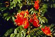 Tulip Tree Flower