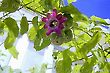 Passion Fruit and Flower