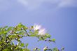 Calliandra Brevipes