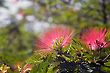 Calliandra Haematocephala