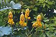 Emperor's Candlestick, (Senna Alata), Candlebush,  Fedegoso Gigante