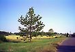 Tree by a road