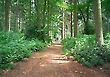 Thetford Forest Park, Suffolk, England