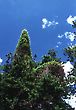 Pine Tree tops, Botanic Garden, Brasilia, Brazil
