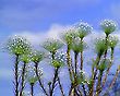 Sombreiros (Chuveirinho) Flowers - Paepalanthus speciosus