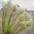 Sombreiro (Chuveirinho) - Paepalanthus speciosus