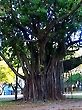 Ficus Tree, 207 South, Brasilia, Brazil