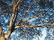 Jatoba Tree Branches