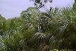 Baba�u Palm Tree leaves