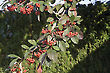 Berries (Cotoneaster Cornubia)