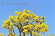 Bees and Ipe Tree Yellow Flowers
