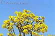 Bees and Ipe Tree Yellow Flowers