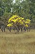 Ipe Tree - Yellow Flowers