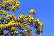 Bees and Yellow Ipe Tree Canopy Flowers