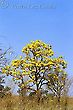 Yellow Ipe Tree Canopy Flowers