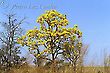 Yellow Ipe Tree Canopy Flowers