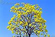 Yellow Ipe Tree Canopy