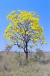 Yellow Ipe Tree