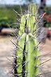 Cactus Thorns