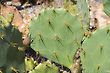 Prickly Pear Cacti Thorns