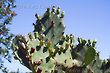 Prickly pear cacti Thorns