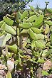 Prickly pear cacti Thorns